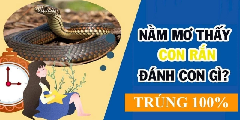 Bật mí con số đẹp gắn liền với tình huống nằm mơ thấy rắn